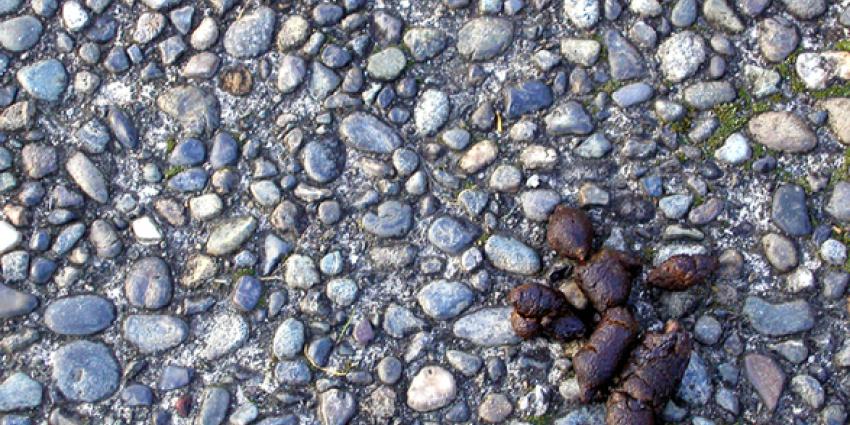 Meer hondenpoep op straat in februari en maart in Leeuwarden