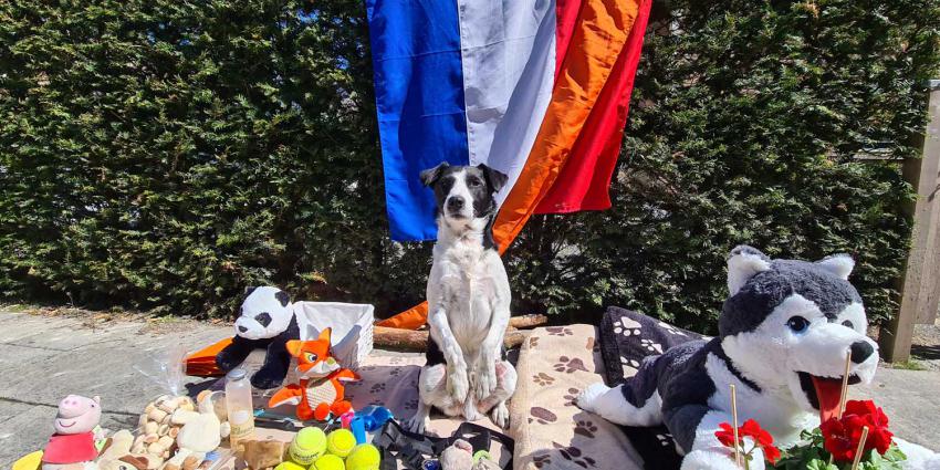 hond-vrijmarkt-maarn