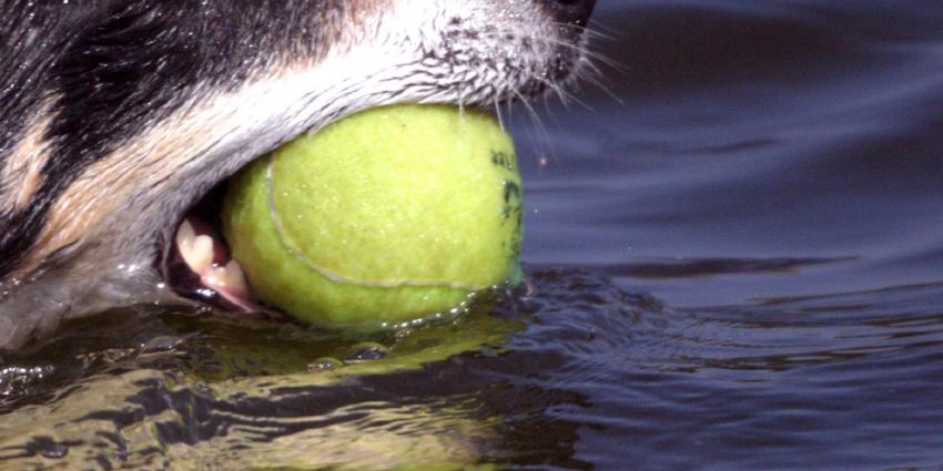 Foto van zwemmende hond met tennisbal | Archief EHF