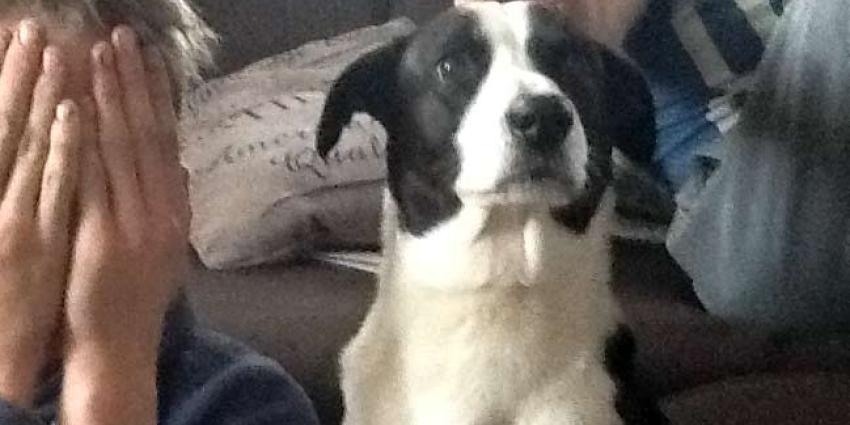 RIVM: vermijdt contact met je huisdier