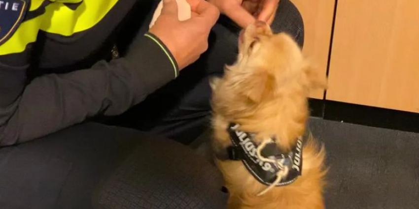 Autodief hangt hond aan deur politiebureau