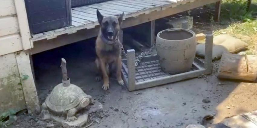 Verwaarloosde hond door politie in beslag genomen