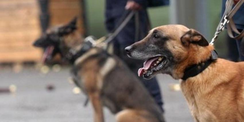 Politiehond helpt bij scheiden vechtende groepen