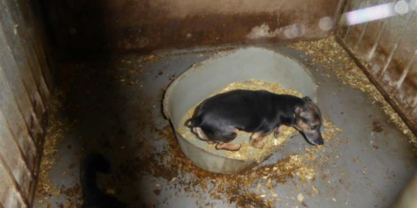 Hondenfokker op de vingers getikt in IJsselland