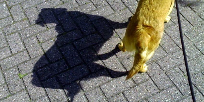 Vrouw vergeet dat ze haar hond aan trekhaak heeft vastgebonden en gaat rijden