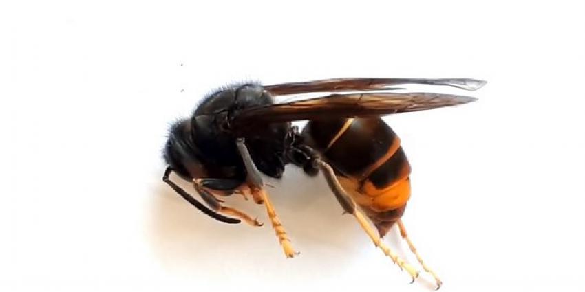 Nest Aziatische hoornaar opgespoord en uitgeroeid