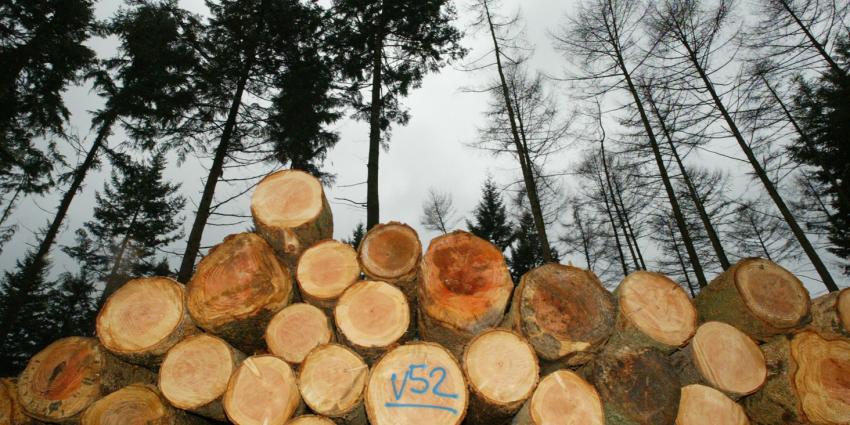 Nog veel fout hout in Nederland