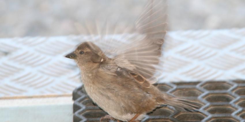 Populaties van 13 van de 20 stadsvogels afgenomen