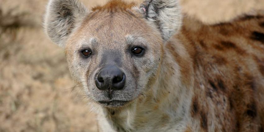 Hyena zwaar gewond door aanval soortgenoten