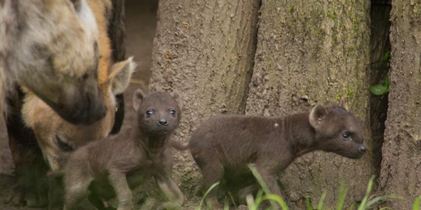 Hyena-tweeling zet eerste stapjes buiten in DierenPark Amersfoort 