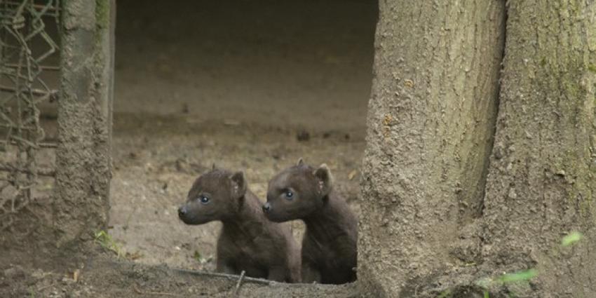Hyena-tweeling zet eerste stapjes buiten in DierenPark Amersfoort 