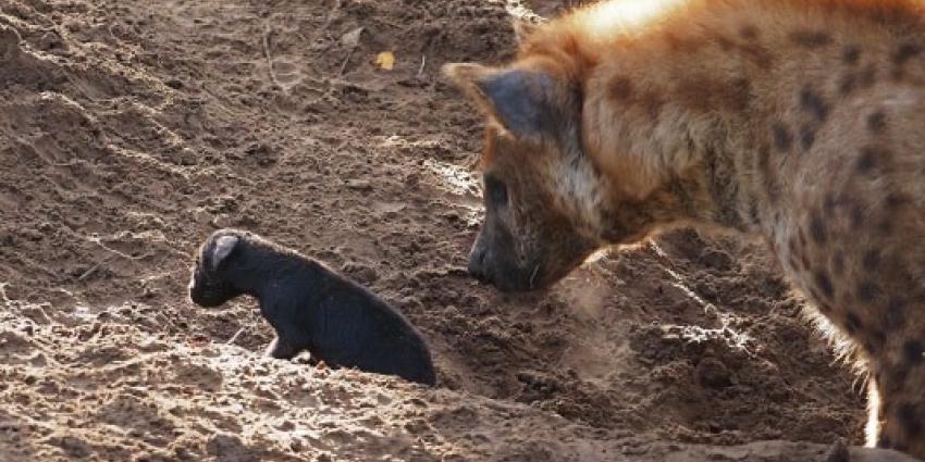 bijzondere geboorte, hyena-pub, beekse bergen 