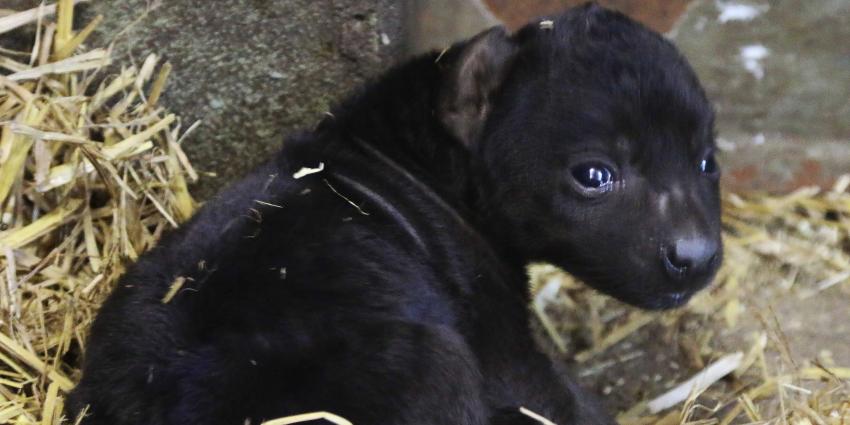 Hyenapuppy geboren in DierenPark Amersfoort 