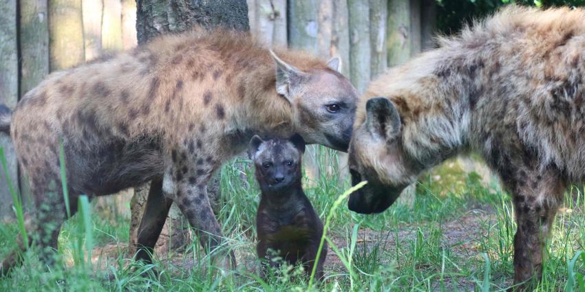 Hyenapup zet eerste stapjes buiten in DierenPark Amersfoort 