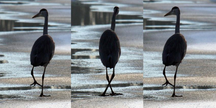 Eerste &#039;vreemde&#039; vogel met knikkende knieen al op het ijs