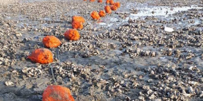 Beroepsvisser betrapt met 667 kilo illegaal geraapte oesters