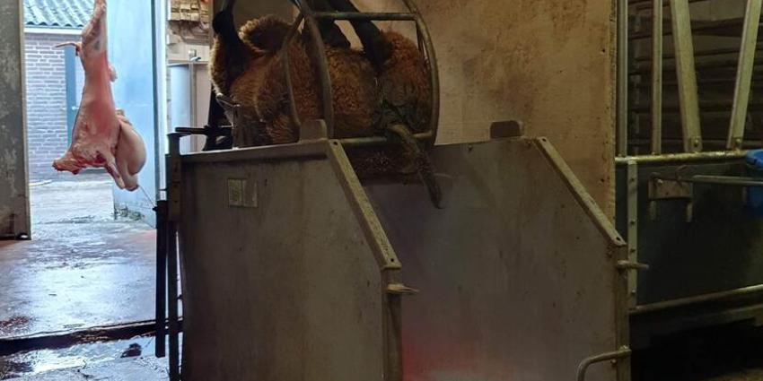 illegale slachterij