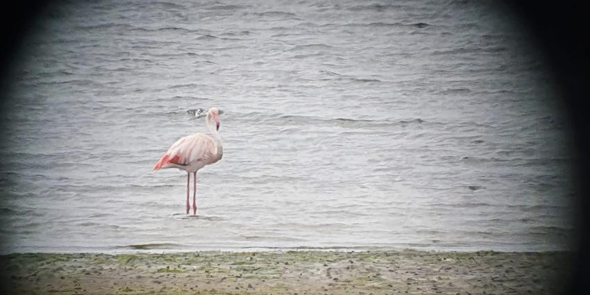 Flamingo nabij Texel