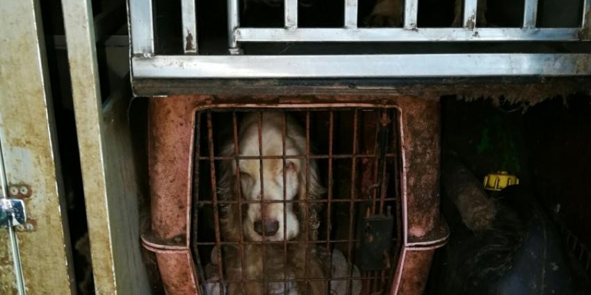 Dierenpolitie haalt 28 honden uit auto
