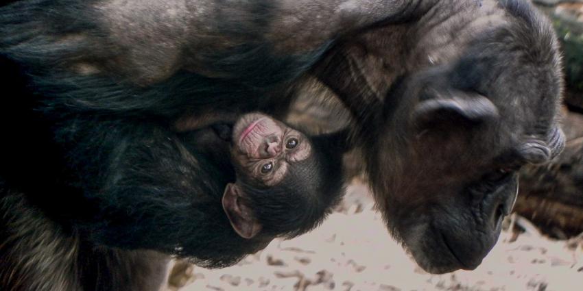 Chimpansee jong bij moeder