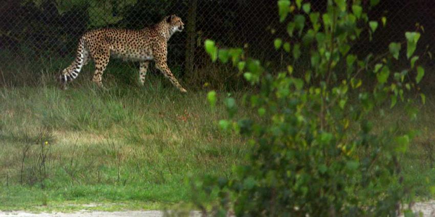 ZSL: jachtluipaarden wereldwijd mogelijk met uitsterven bedreigd