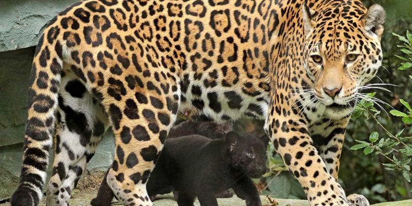 Eerste stapjes jaguarwelpen in buitenverblijf ARTIS