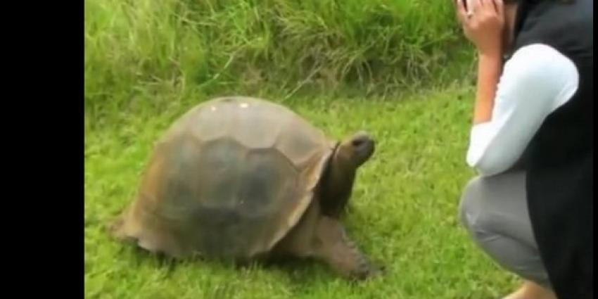 Oudste schildpad ter wereld heeft al jaren homeseksuele relatie 