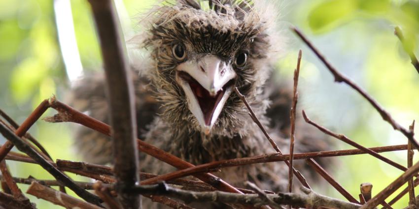 foto van De Jong | KNVB/FIFA