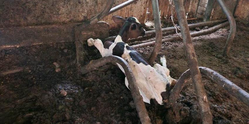 Kalf in zeer slechte gezondheid