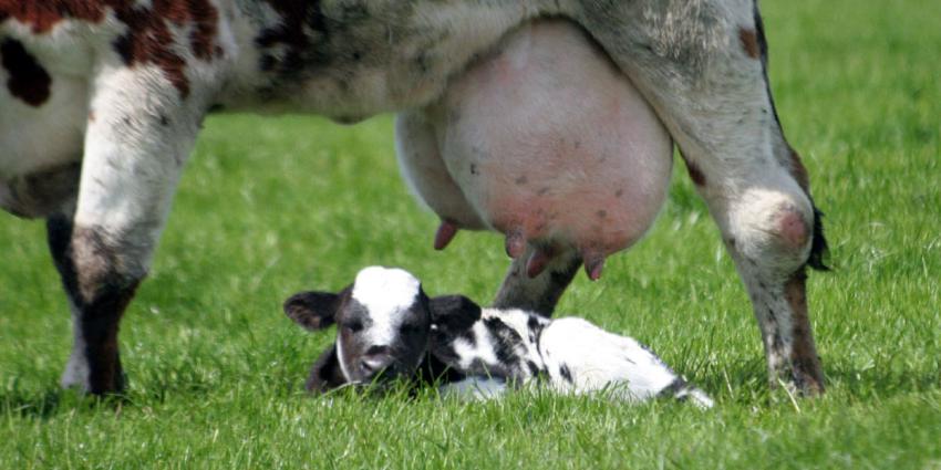 sterfte, kalfjes, hoog 