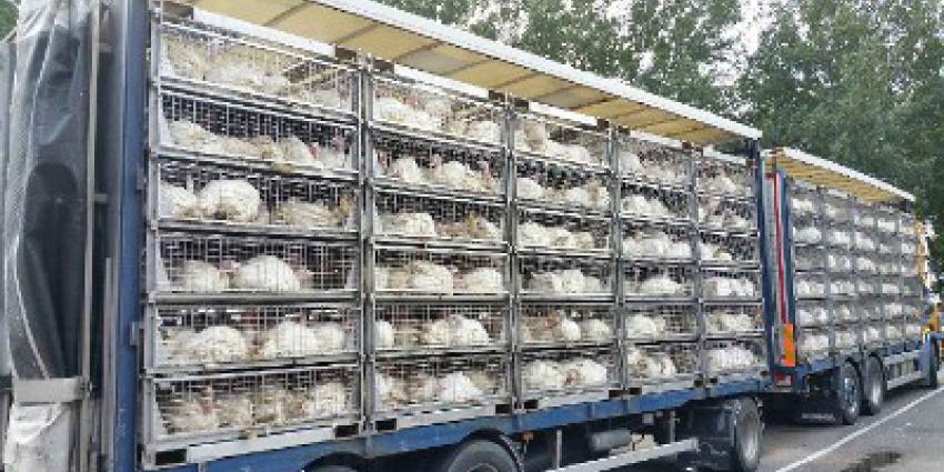 Oververhitte kalkoenen op snelweg