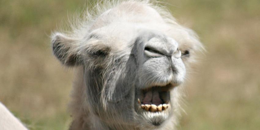 foto van kameel | DierenPark Amersfoort