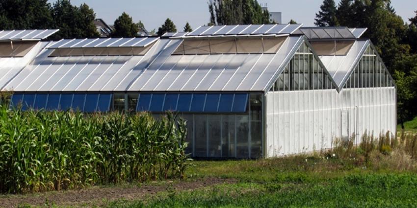 Foto van kassen in tuinbouw