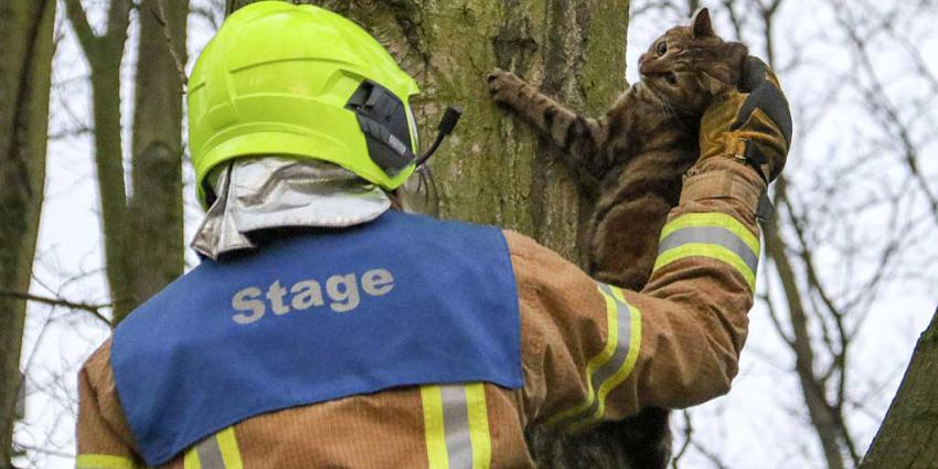 Man op zoek naar zijn vermiste kat vindt andere vermiste kat