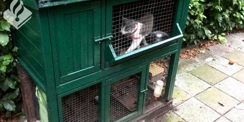Kat met kittens in hok achtergelaten door vakantiegangers