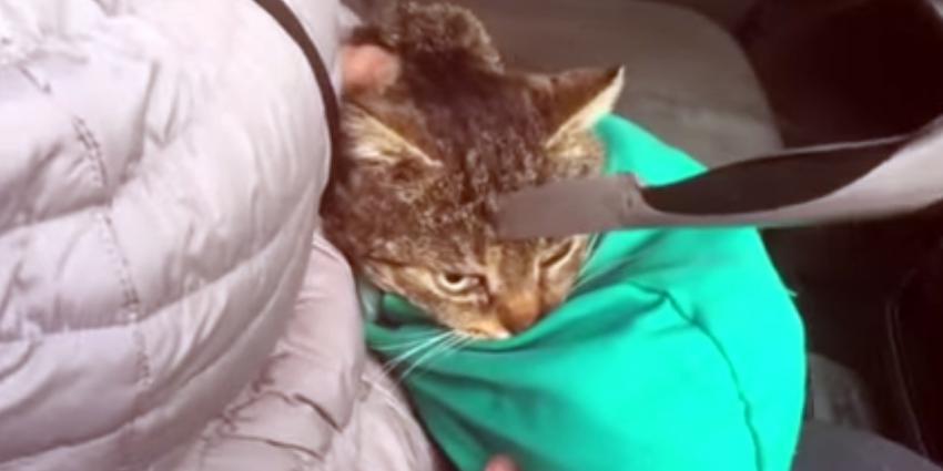 Kat overleefd mes in zijn hoofd