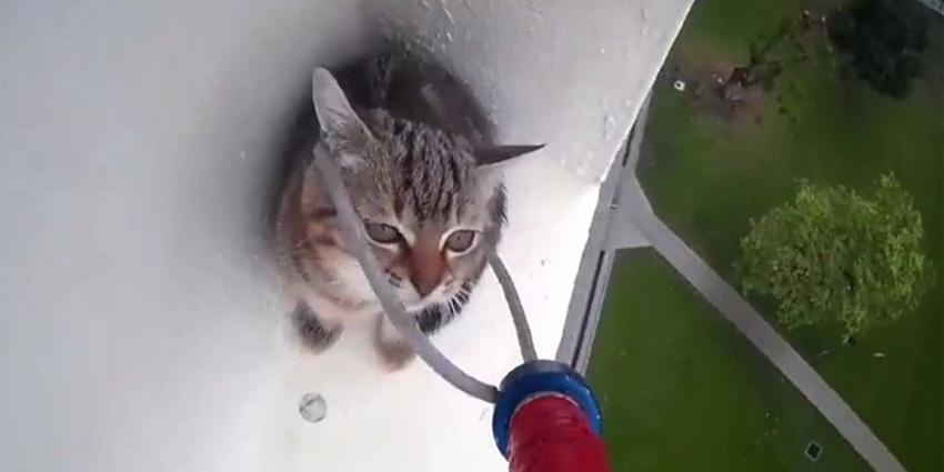 Jong katje gered van hoge richel op Dierendag