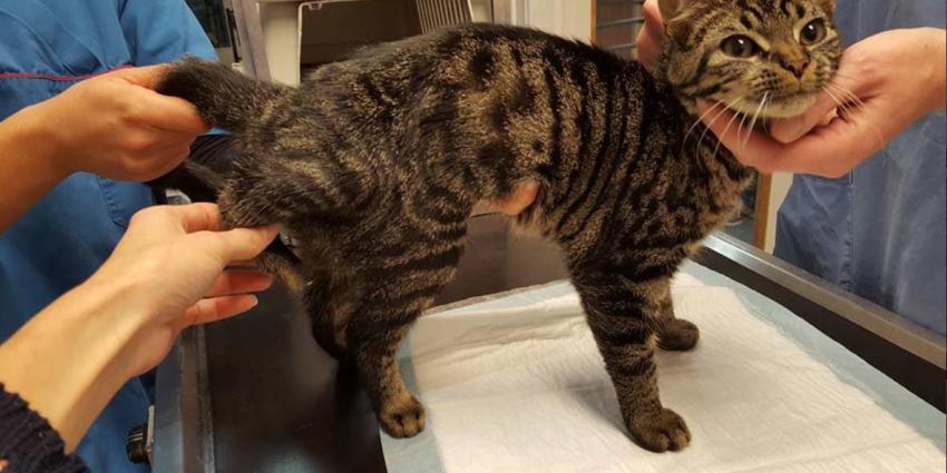 Geen schaap, maar kat met vijf poten