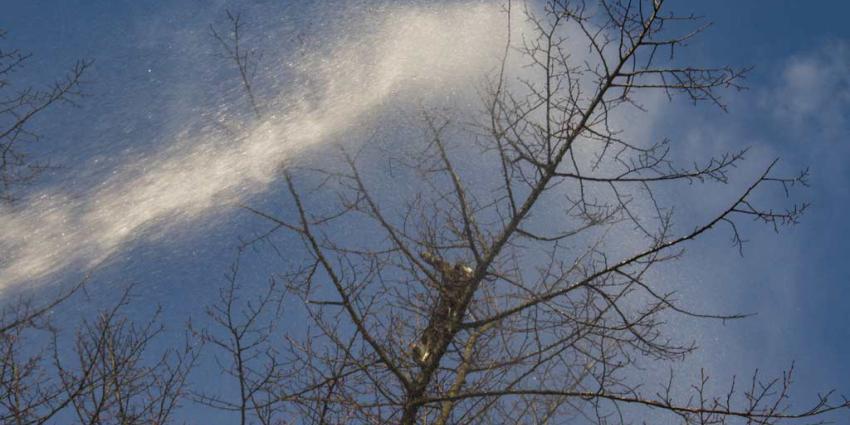 Brandweer jaagt kat uit de boom met waterstraal