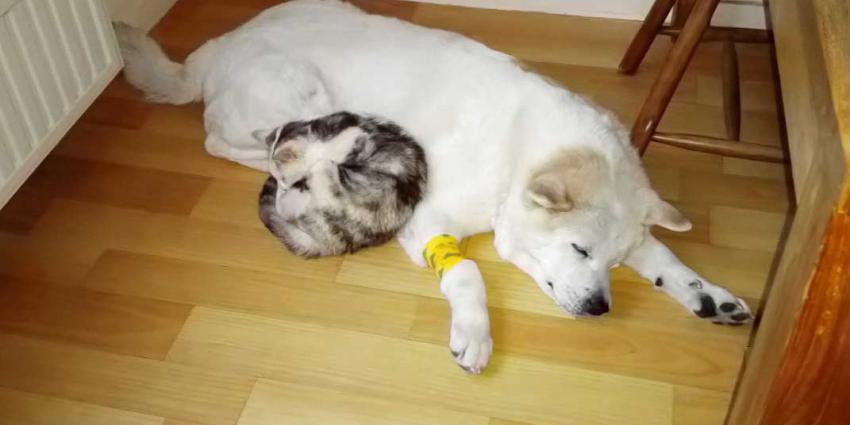 Rouwende kat bij overleden hond