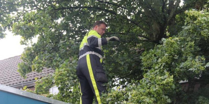 kat, boom, dakgoot, brandweer, vught