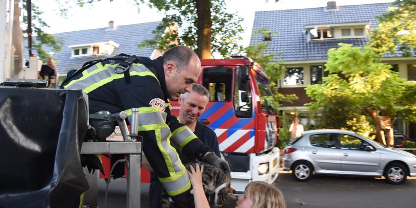 Poes in boom houdt brandweer Zeist even bezig