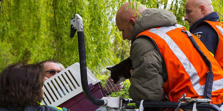 Brandweer redt kat uit boom in Boxtel