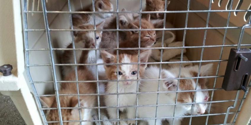 Tiental kittens gedumpt in Den Haag