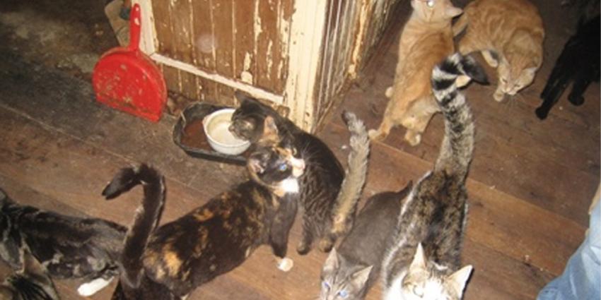 Foto van veel katten in de woning | LID