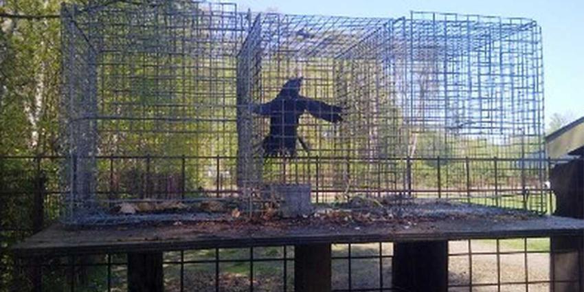 Foto van kauw in kooi | Politie