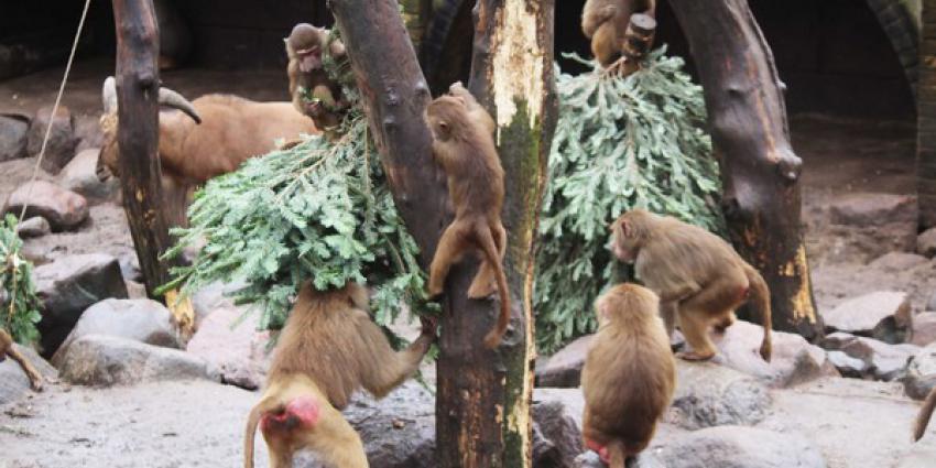 dieren, dierenpark Amersfoort, kerstbomen