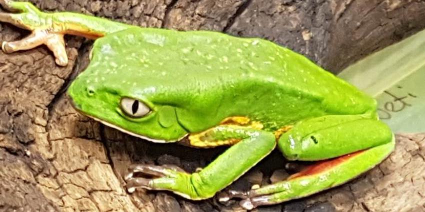 Tientallen giftige dieren aangetroffen in bagage Rus