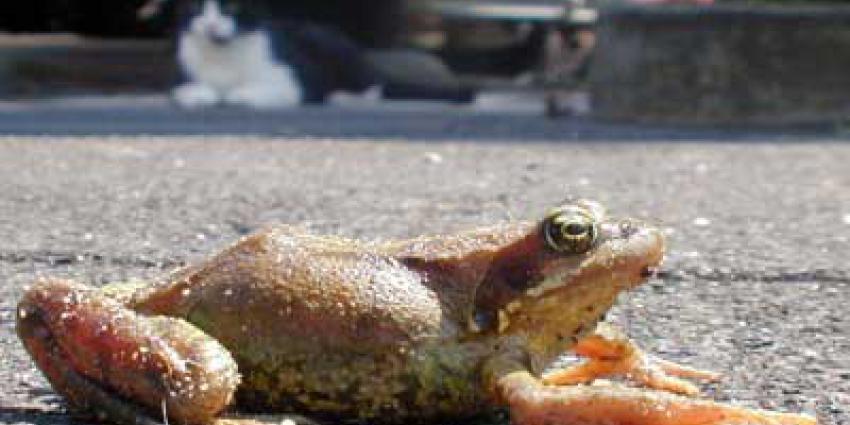 Stadskikkers zijn sexyer dan boskikkers