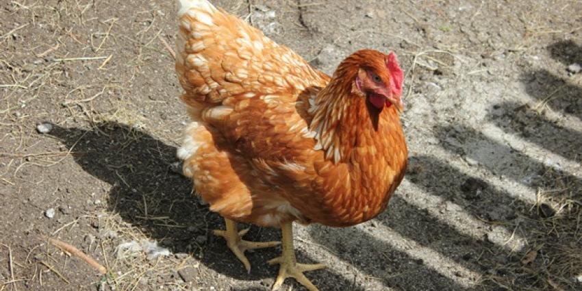 Dier&Recht: NVWA/rapport Sorgdrager. En de kippen dan?